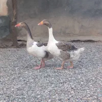 غاز