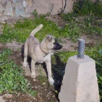 سگ سرابی