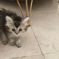 گربه بیریتیش