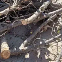 کاشت گل وگیاه هرس کردن کاشت نهال آفت شناسی