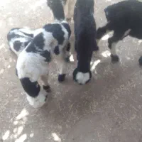 فروش شش راس بره ی شیری نر و ماده