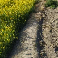 زمین-مزروعی
