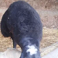 قوچ یکسال نشده چاق