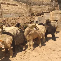 ده تا میش با بره