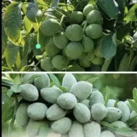 کود ارگانیک سبو سیب