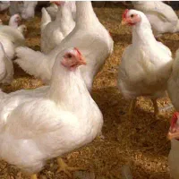 فروش مرغ زنده گوشتی