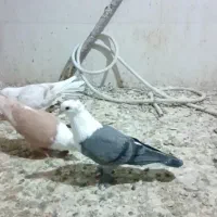 ماده سبز کله سفید درجه یک