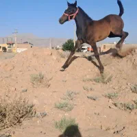 کره دلنواز بخشی