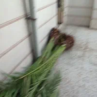 نخل برحی و پیارم