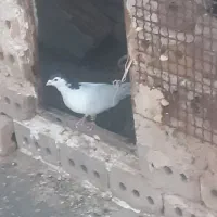 3تا کفتر