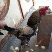 فروش گربه وخروس