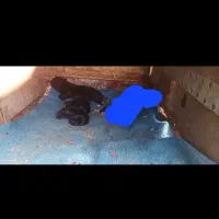 واگذاری توله پاور روباهی