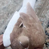 رنگه