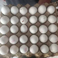 تخم مرغ نوکی (شکسته و ترک دار)