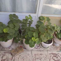 گل شمعدانی