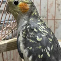 عروس هلندی ماده