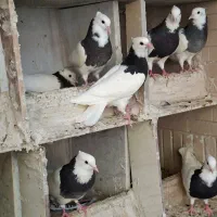طوقی|پرنده|زابل, |دیوار