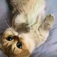 پانسیون حیوانات خانگی