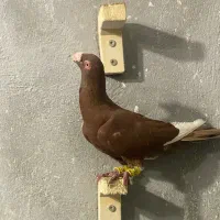 قره سرخ نر دست تنظیم