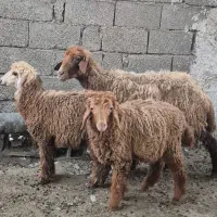 میش وبره دوقلوزا