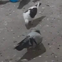 کفترم گمشده سبز نره زیرکت زعفرانی