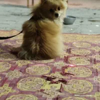 پامرین