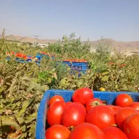 فروش رب ورشته محلی وکاملا بهداشتی