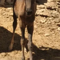 اسب باکره نریون
