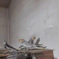 ۴تا جوجه گل باقالی