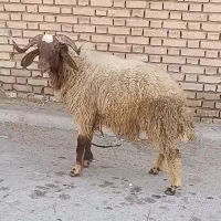 قوچ‌ فحل عراقی مال دبعنه شرط الفحولی شرط مال جنی