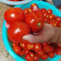 رب خونگی با گوجه عالی