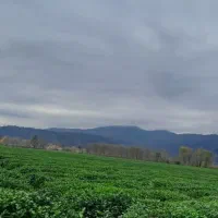 به چند نیرو جهت انجام کار در باغ چای