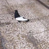 سنه سیاه