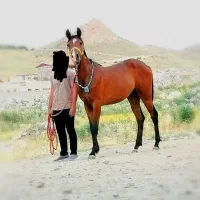 مادیان درشوری مدرک دار