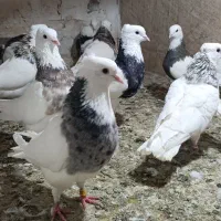 کبوترطوقی