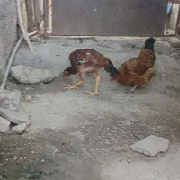 مرغ لاری