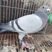 سه عدد رنجر مسافتی
