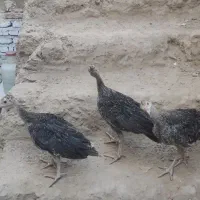 جوجه بوقلمون دو ماهه