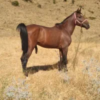نریان ۶ ساله