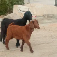 بز و بزغاله داشتی درجه یک
