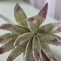 گل مینیمال مصنوعی و خارجی ترند امسال سبز و...