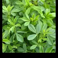 یونجه