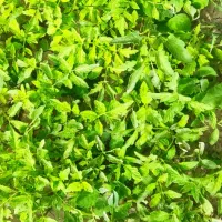 شتیل گوجه فرنگی