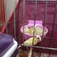 جفت قناری به ضمانت تخم و جوجه