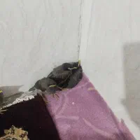مینا فروشی