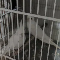 عروس. هلندی و راهب ابی