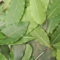 برگ بو