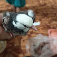 پرنده فروشی معاوضه با چراغ جلو پارسی