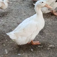 اردک دورگه