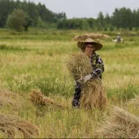 برنج هاشمی ارگانیک یکدست خوش طعم و پخت مزارع گیلان